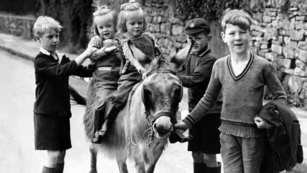 cheriton_children_donkey
